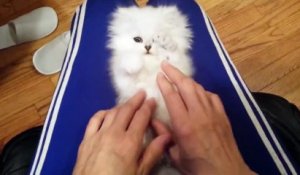 Je kiff ce jeune chaton persan ! Chouette vidéo !