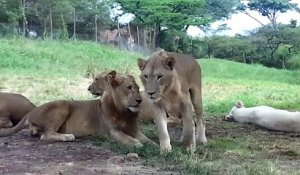 Pendant un safari, ils ont eu la peur de leur vie à cause de ce lion trop intelligent !