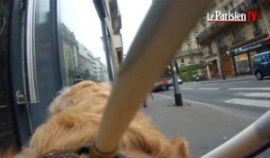 Testing : peut-on faire ses courses avec un chien guide d'aveugle ?
