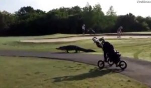 Balade d'un alligator sur un parcours de golf