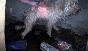 Los Angeles : il sauve un chien coincé dans les égouts