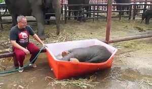 Un éléphanteau maladroit prend un bain