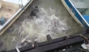 Jeter de la viande dans une rivière infestée de piranhas