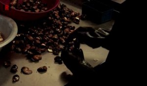 Noix de cajou : la success story ivoirienne