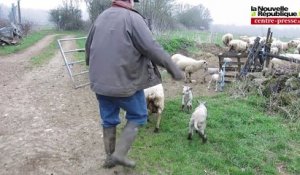 VIDEO A Sanxay un chien errant attaque les moutons