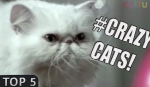 Top 5: Crazy CATS commercials!