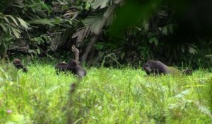 Gabon : un photographe tente de protéger les gorilles contre l'exploitation forestière