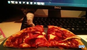 Compilation : des chats volent des pizzas