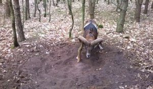 Un mouflon coincé dans un arbre sauvé par un joggeur