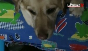 Geny, une chienne qui aide les autistes à mieux communiquer