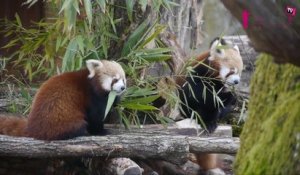 Des pandas roux débarquent au parc de Sainte Croix