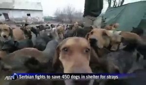 Serbie : un chômeur recueille 450 chiens abandonnés