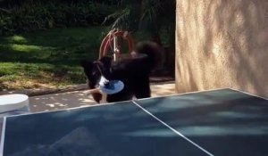 Ce chien joue au ping-pong mieux que personne...