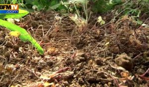 Un petit village d'Ardèche est envahi par des fourmis