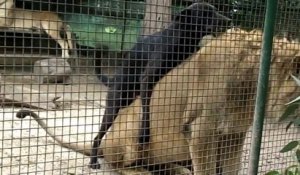 Ce Lion se Fait Dominer dans son enclos par un Chien