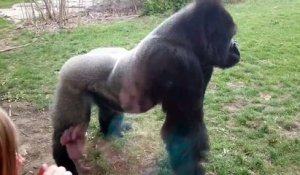 Un Gorille s'énerve contre les visiteurs d'un zoo