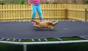 Un chat pris au piège sur un trampoline avec une fillette!