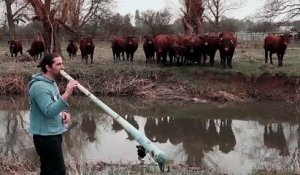 Attirer des vaches en jouant du Didgeridoo