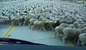 Un énorme troupeau de moutons au Chili