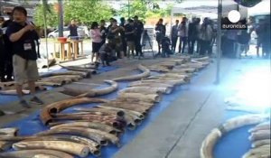Nouvelle saisie record d'ivoire en Thaïlande
