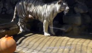 Bébé tigre blanc sauvé de la noyade par son frère... Magique!