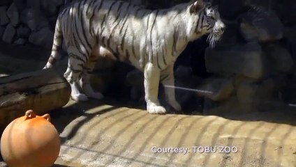 Bebe Tigre Blanc Sauve De La Noyade Par Son Frere Magique Sur Orange Videos