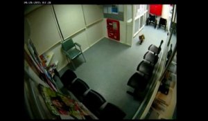 Un koala déambule aux urgences d'un hôpital en Australie