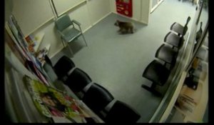 Un koala s'invite dans les couloirs d'un hôpital