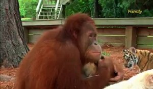 Cet orang-outan s'occupe de bébés tigres comme un père !
