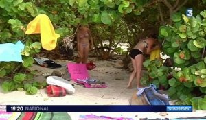 Les Antilles face à l'invasion des algues brunes