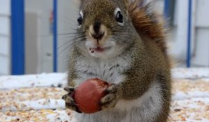 Un écureuil "ronronne" en décortiquant une noisette
