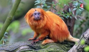 Vol d'animaux à Beauval : des singes en grand danger