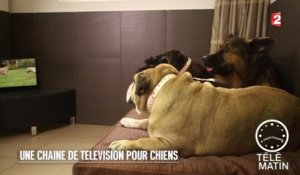 Faune - Première chaîne de télé pour chiens