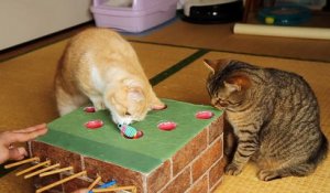 Des chats jouent au jeu de la taupe