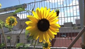 1 jour 1 action : nature en ville et jardin d'insertion à Paris