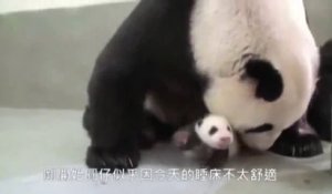 Un bébé panda rencontre sa maman pour la première fois