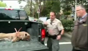 Un puma endormi et capturé dans une ville californienne
