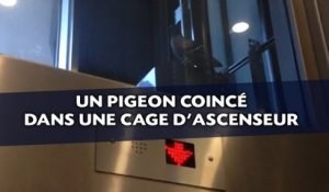 Un pigeon coincé dans une cage d'ascenseur