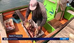 Le poisson lion envahit les fonds marins des Antilles