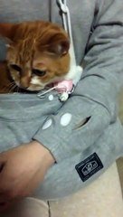 Un Sweatshirt Pour Porter Votre Chat Comme Une Maman Kangourou Sur Orange Videos