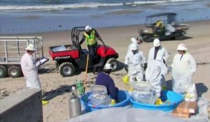 Marée noire en Californie : les bénévoles se mobilisent pour nettoyer les plages et sauver les espèces animales mazoutées
