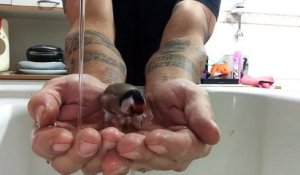 Un oiseau prend son bain dans les mains d'un homme : trop mignon