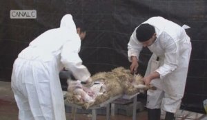 Fête du Mouton: il n'y aura pas d'abattage à Namur