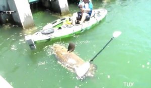Mérou de plus de 250 kg pêché sur un kayak