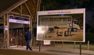 Une touriste américaine tuée par un lion dans un parc animalier près de Johannesburg