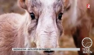 Sans frontières - Kazakhstan : antilopes en danger