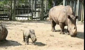 Les premiers pas d'un bébé rhinocéros blanc dans un zoo californien