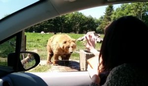 Des touristes lancent de la nourriture à un ours