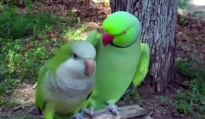 Un perroquet très amoureux : "Give me a kiss"