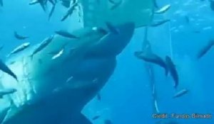 L'un des plus grands requins au monde filmé au Mexique